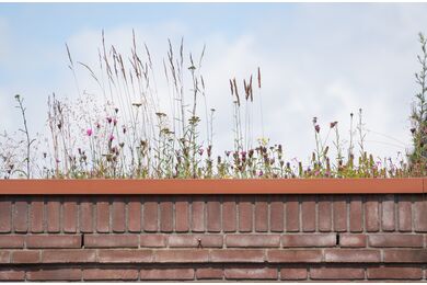 NatureGreen Kruiden Sedumdak 50% Sedum, 50% Kruiden 1m2