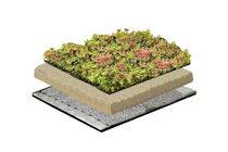 NatureGreen Sedummat 100% Sedum 1m2