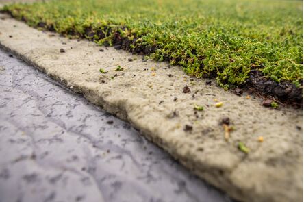 NatureGreen Sedummat 100% Sedum 1m2