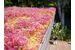 NatureGreen Sedummat 100% Sedum 1m2
