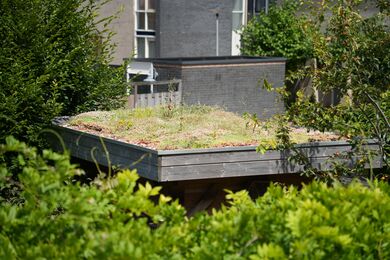 NatureGreen Kruiden Sedumdak 50% Sedum, 50% Kruiden 1m2