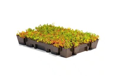NatureGreen Sedumcassette 100% Sedum HDPE 588x388mm