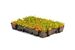 NatureGreen Sedumcassette 100% Sedum HDPE 588x388mm